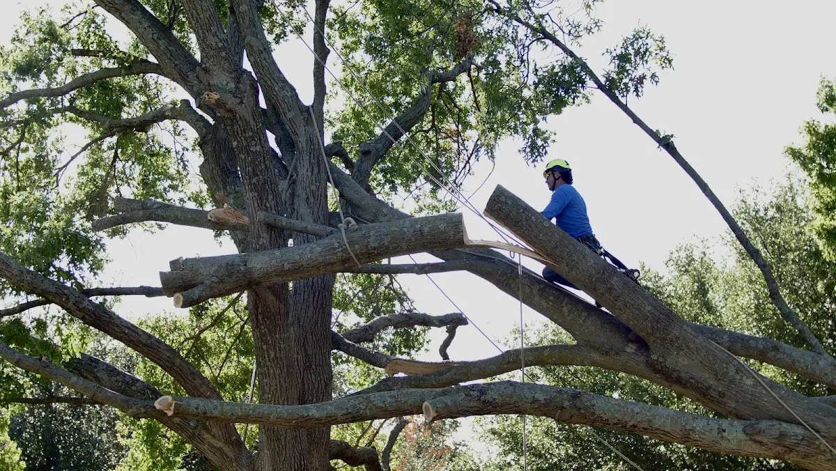 Professional Hazardous Tree Removal performed by certified arborists in Fullerton